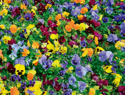 Blumensamen-Matte mit 39 Blumensorten - einfach ausrollen, wässern und wachsen lassen!